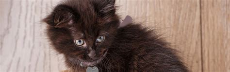 Black Cat Breeds Petfinder