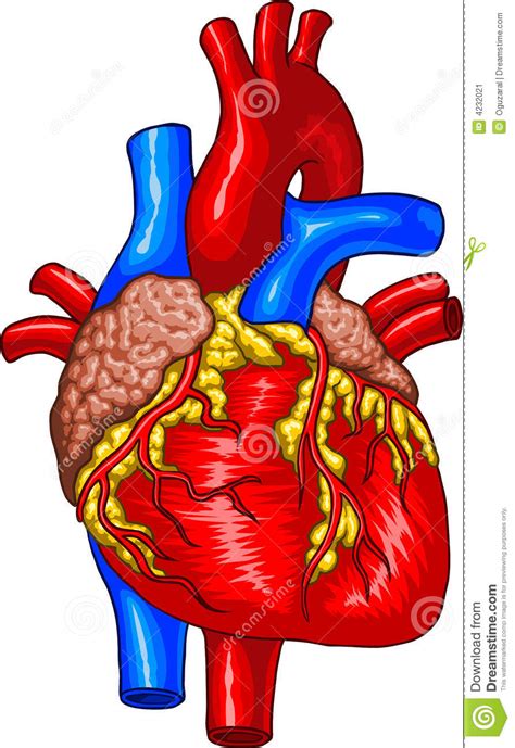 Human Heart Stock Image Image 4232021
