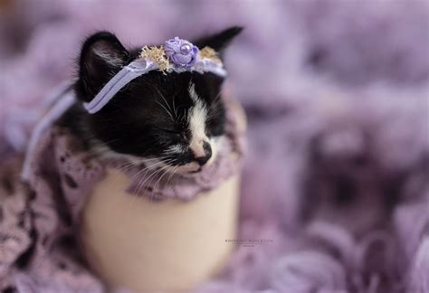Playful black kitten stock photos and images (9,683). Newborn Kitten Photoshoot | Kimberly Burleson Photography