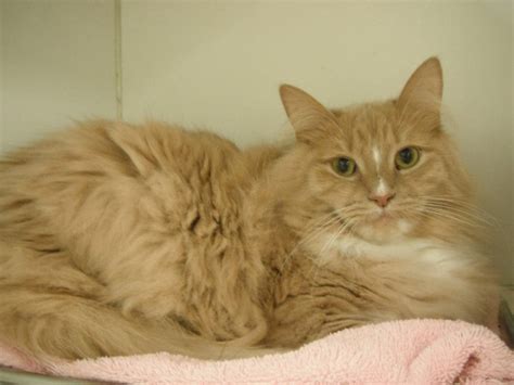 Adopt Mia A 3 Year Old Long Haired Cat Westhampton Ny Patch