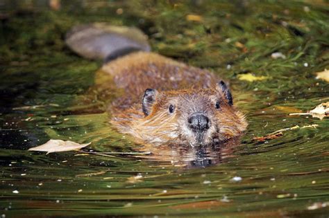 Beaver The Canadian Encyclopedia
