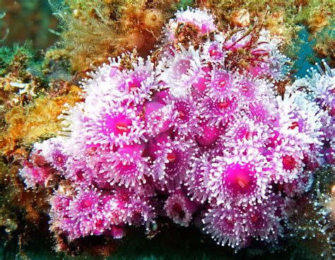 Jewel Anemone Sea Anemones Of New Zealand · Naturewatch Nz