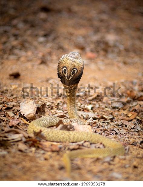 Indian Cobra Known Spectacled Cobra Stock Photo 1969353178 Shutterstock