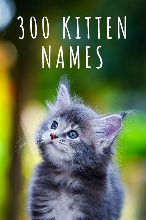 Kitten Names Cute And Unique Ideas For Naming Your Girl Or Boy Cat