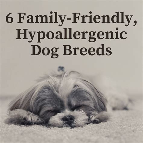 Six Hypoallergenic Dog Breeds That Are Great With Kids Pethelpful
