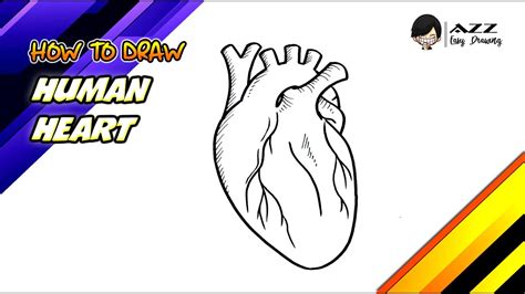 How To Draw Human Heart Step By Step Youtube