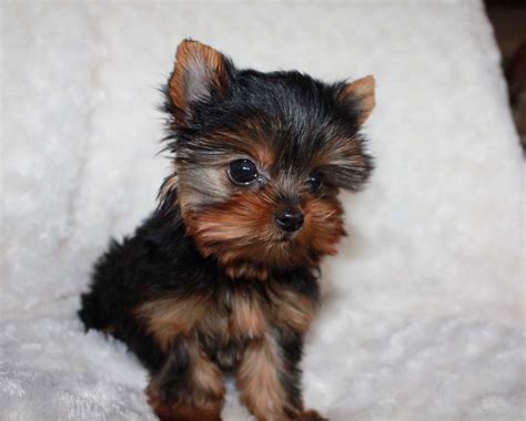 Some of the most beautiful yorkie puppies anywhere in the world! Teacup Yorkie Puppy for sale! Yorkie Breeder in California ...