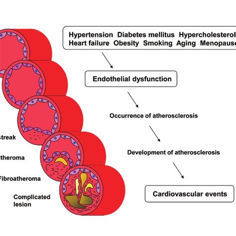 Endothelial function and cardiovascular events: from cardiovascular... | Download Scientific Diagram
