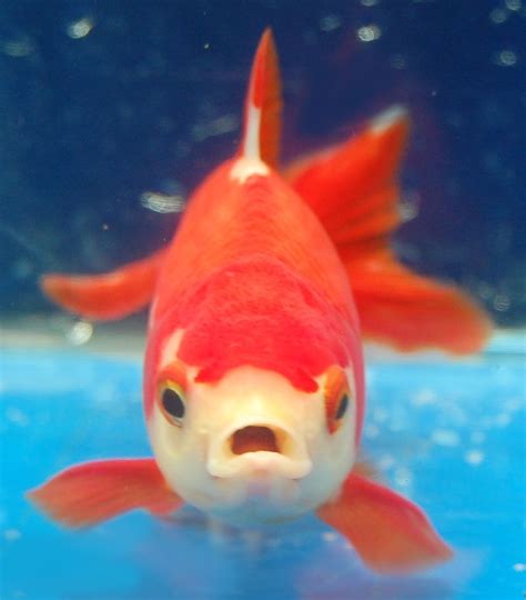 An Orange And White Fish With Its Mouth Open Swimming In The Blue Water