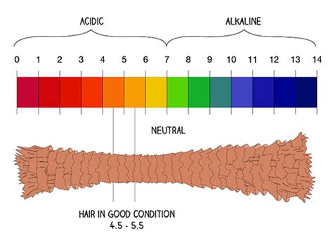 Your hair's natural ph is somewhat acidic, around 4.5 to 5.5, explains redken artist george garcia. Hair ph · MHD