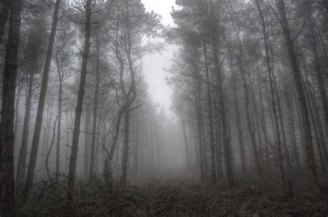 Pin On Forest Fog