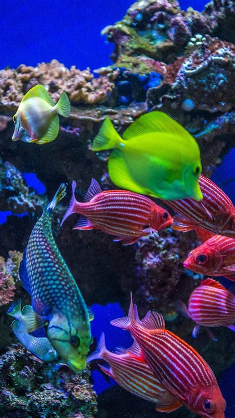 Underwater View Of Colorful Tropical Coral Reef Fish Maui Hawaii