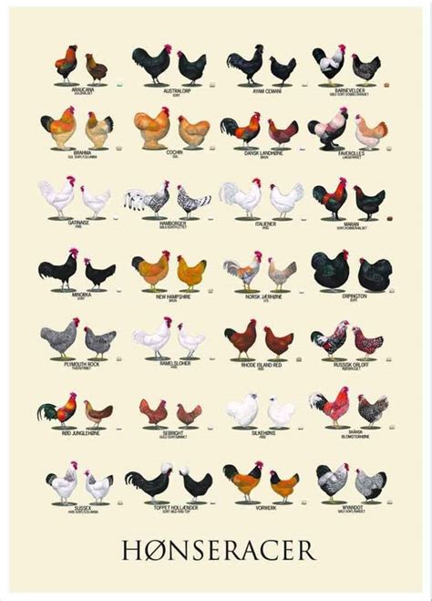 Bribase Shop Farm Animalschickenchicken Breeds Poster 20 In X 13 In