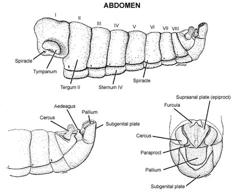 Structure Of The Male Abdomen Download Scientific Diagram