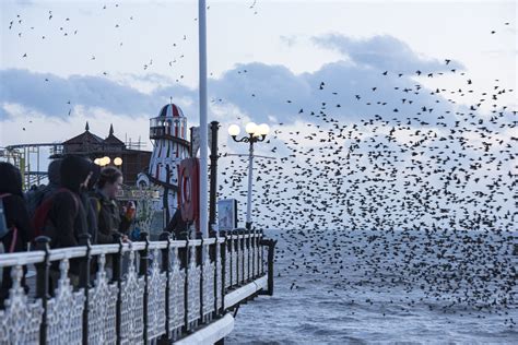 Starlings And Onlookers Brighton Pier Ben Andrew Flickr
