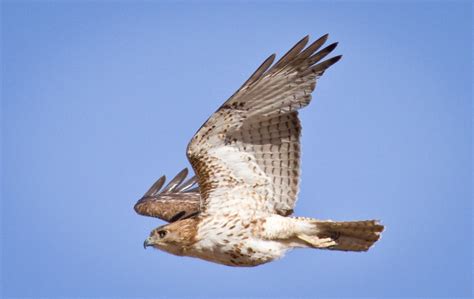 Birds Of Arizona Hawks Herons Owls Vultures Judge Jury And