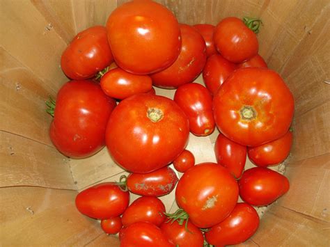 Grow Several Varieties Of Tomatoes Varieties Of Tomatoes Tomato