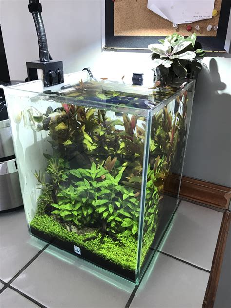 You may also need to use two hobs as your main filtration in larger tanks above 20 gallons, or you can use a hob along with a canister filter to supplement your filtration. HOB Filter Growth : Aquariums
