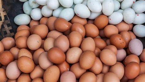 3 Manfaat Konsumsi Telur Ayam Atau Bebek