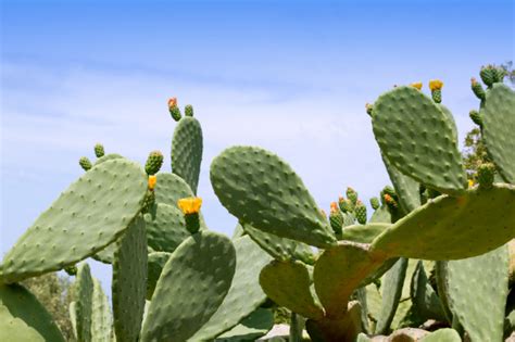 Notice:the articles, pictures, news, opinions, videos, or information posted on this webpage (excluding all intellectual properties owned by alibaba group in this webpage) are uploaded by registered. Chumbera nopal cactus plant typical mediterranean ...