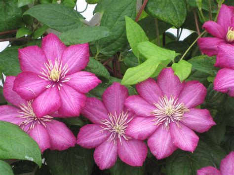 Rouge Cardinal Clematis Clematis Plants Rouge