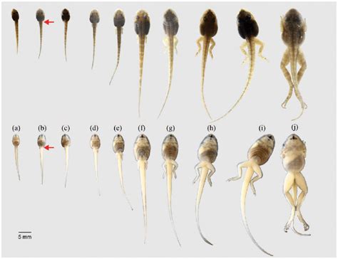 Life Cycle Of A Frog Tadpole Stage