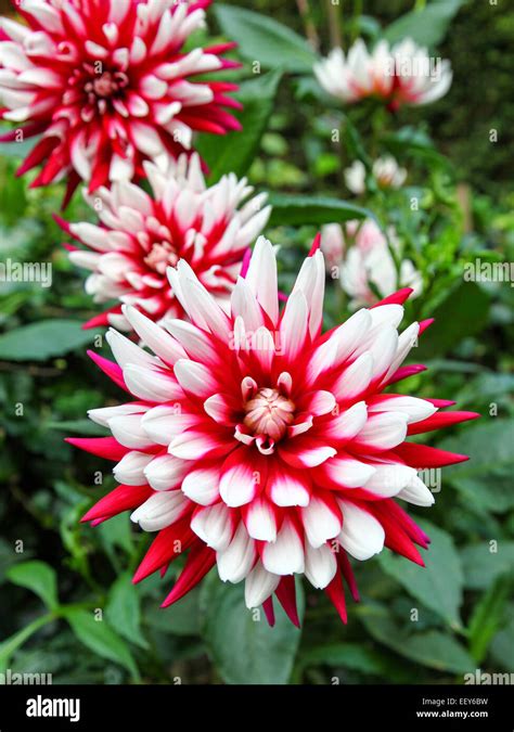 Dahlia Red White Hi Res Stock Photography And Images Alamy