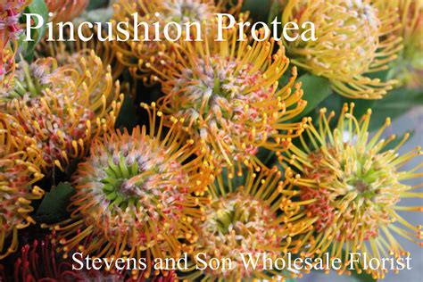 Protea Stevens And Son Wholesale Florist
