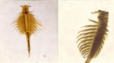 1 Female Artemia Urmiana Left Male Artemia Urmiana Right Download Scientific Diagram