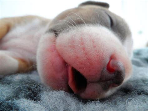 Help Your Dogs To Sleep At Night In 10 Steps