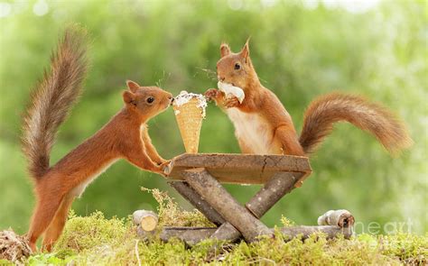 Red Squirrels Eating A Ice Cream At A Table Photograph By Geert Weggen