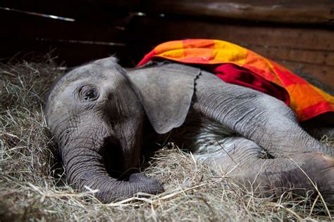 Saving Elephants Elephant Elephant Rescue Elephant Sanctuary
