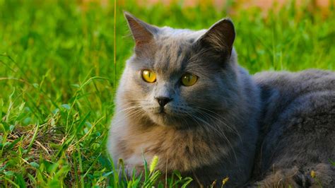 7 Gray Cat Breeds Who Are Happy To Brighten Your Day