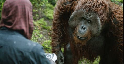 How Towan Gave “rise” To Maurice The Orangutan