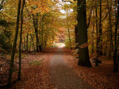 Herbst Wald autumn leaves bilder24