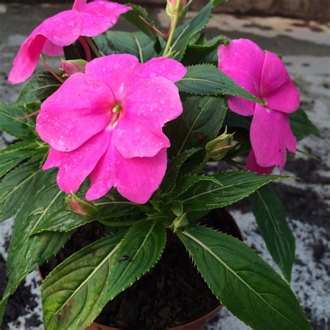 Indoor Plant Of The Month For October New Guinea Impatiens Life Is