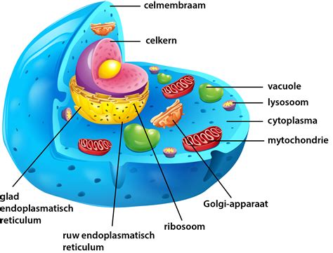 Cellen Soorten Cellen Opbouw Van Een Cel En De Celcyclus Menselijk Images