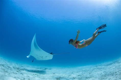 Swim With Manta Rays In The Maldives Best Things To Do In The