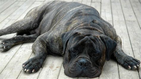 10 Calm Dog Breeds With Chill To Spare Sheknows