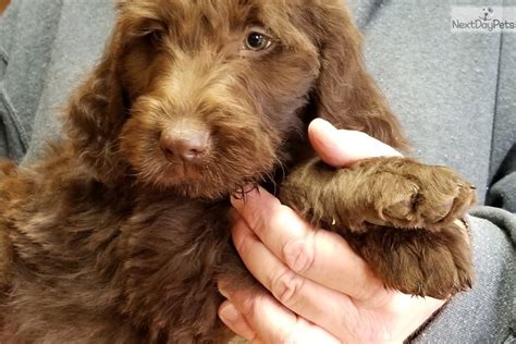 Litter size was 10 puppies we have 6 males left. Gigi M3: Labradoodle puppy for sale near Dayton ...