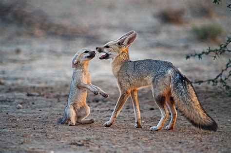 A Cape Fox Vulpes Chama Pup Pleads For Food From His Father In