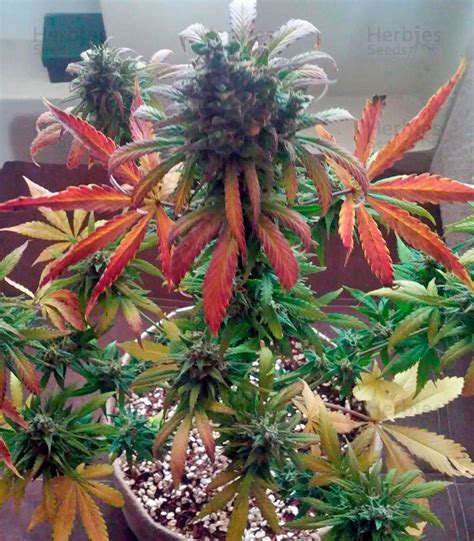 Big Devil Xl Auto Feminized Seeds For Sale Information And Reviews