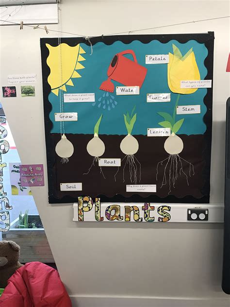 Plants Seed To Plant Display Ks1 Year 1 Sınıf Sergisi Okul öncesi