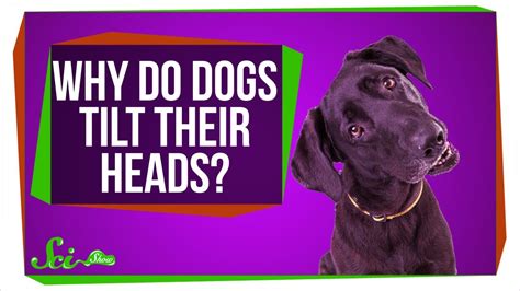 Why Dogs Tilt Their Heads When Listening