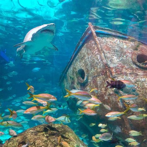 Ripleys Aquarium Of The Smokies Gatlinburg Tn Attraction Review
