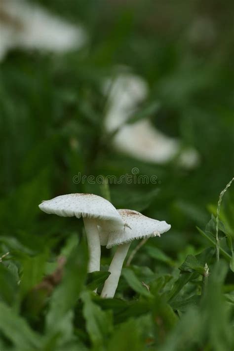 White Mushroom Grow In Grass Stock Photo Image Of Macro Ecology