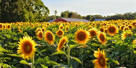 15 Different Types Of Sunflowers Sunflower Varieties To Plant