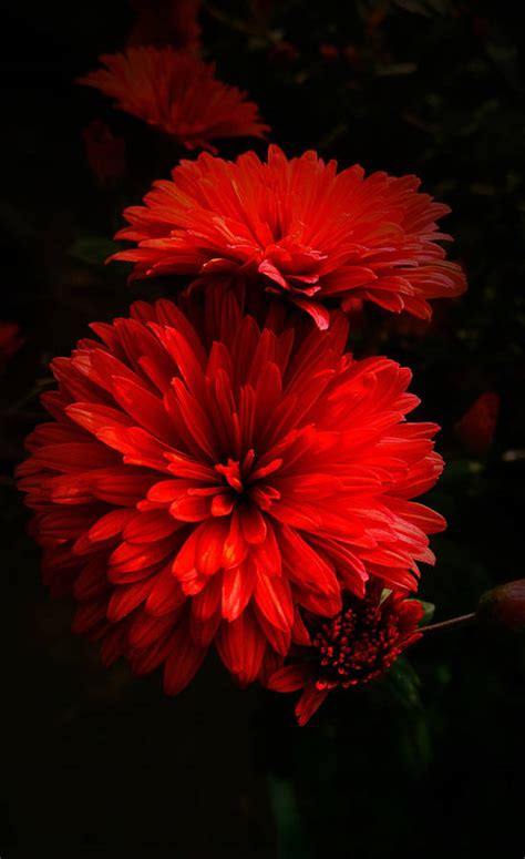 Download Exquisite Red Dahlia Flowers Wallpaper