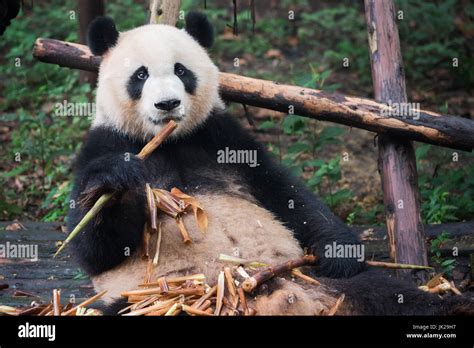 Panda Gigante Mirando A La Cámara Y Comiendo Bambú Chengdu Provincia