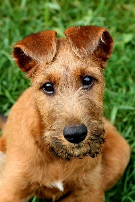 Irish Terrier Puppy Whats Not To Love Irish Terrier Irish